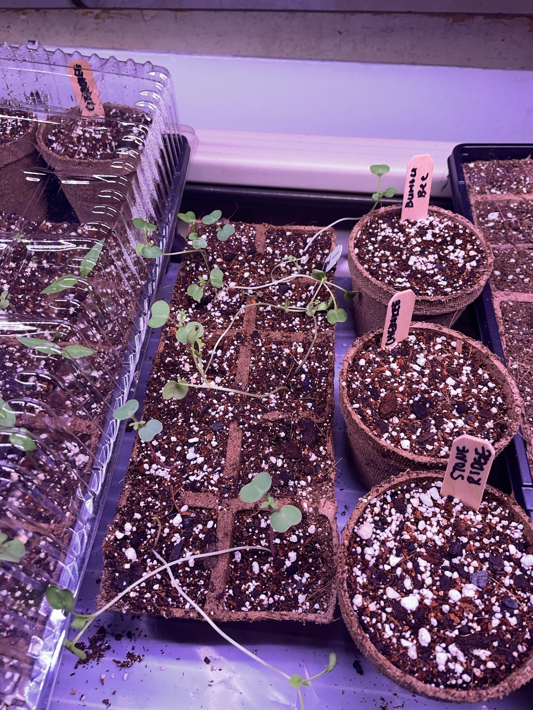 kale seedlings looking a little stringy under a grow light
