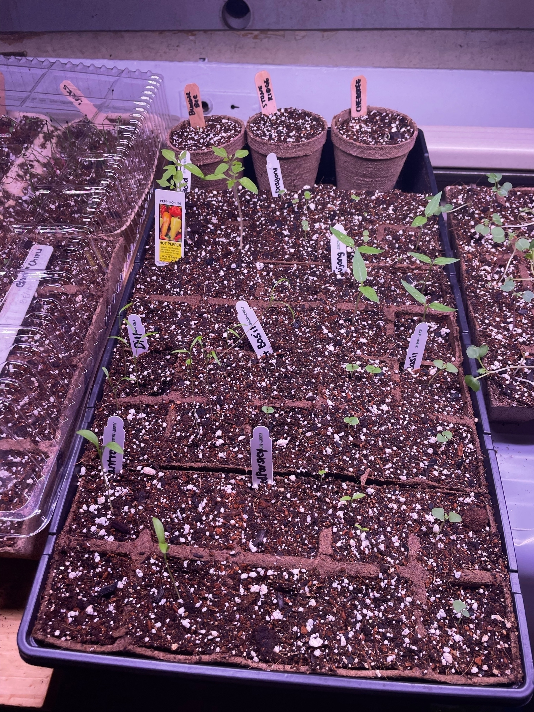 miscellaneous seedlings in a tray