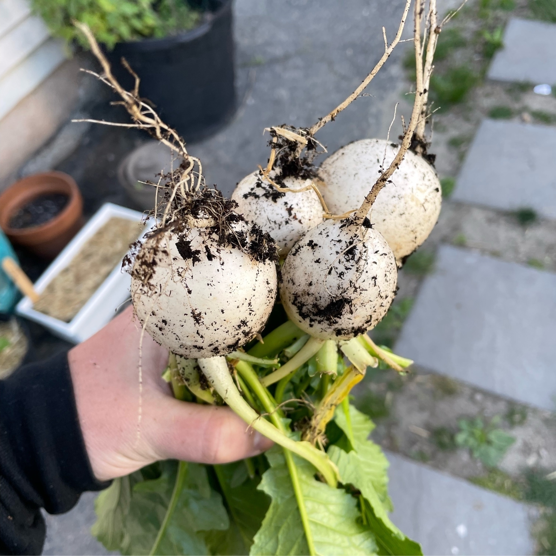 hand holding a bundle of 4 haleuri turnips with dirt and greens still present.